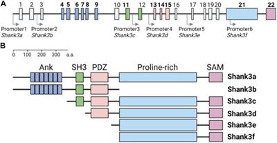 The emerging roles of Shank3 in cardiac function and dysfunction